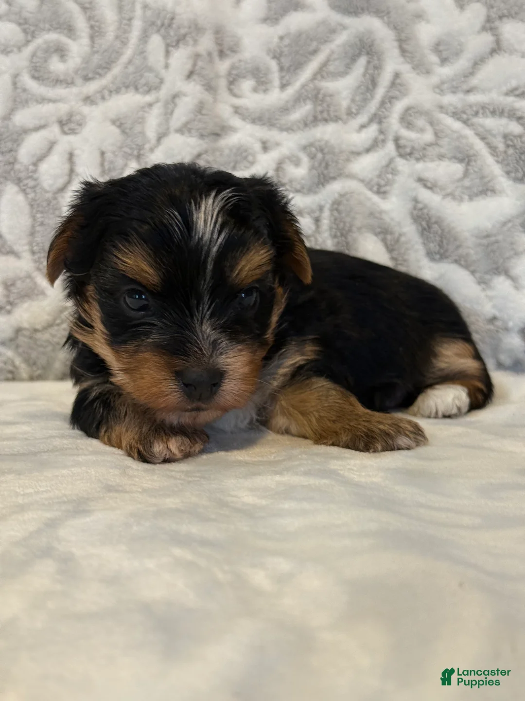 Yorkshire Terrier dogs for sale: Spirit - Ad 1