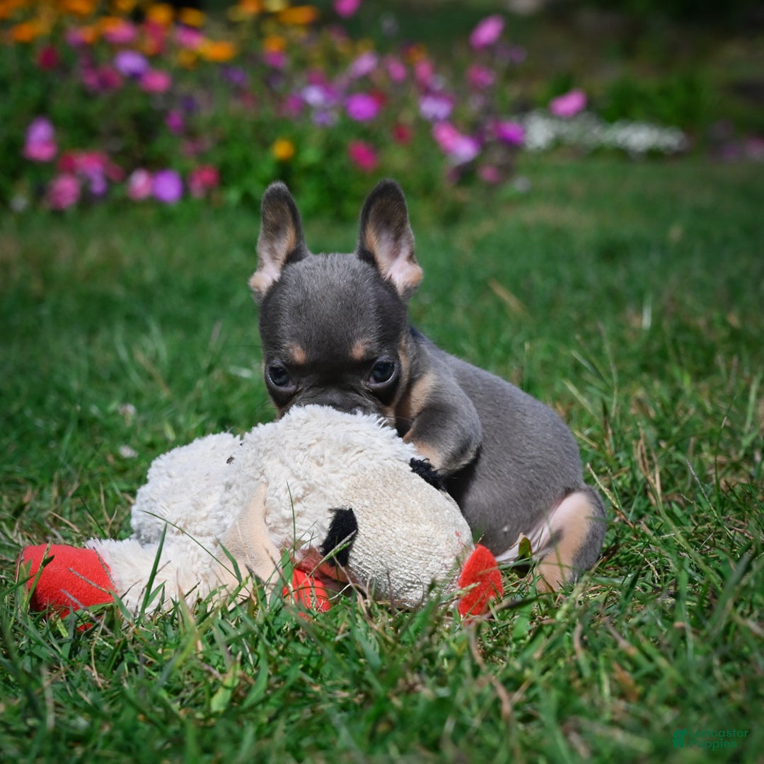French Bulldog dogs for sale: Carrissa - Ad 7