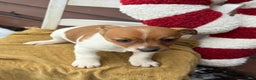 Jack Russell Terrier dogs for sale: Jingle - Ad 3