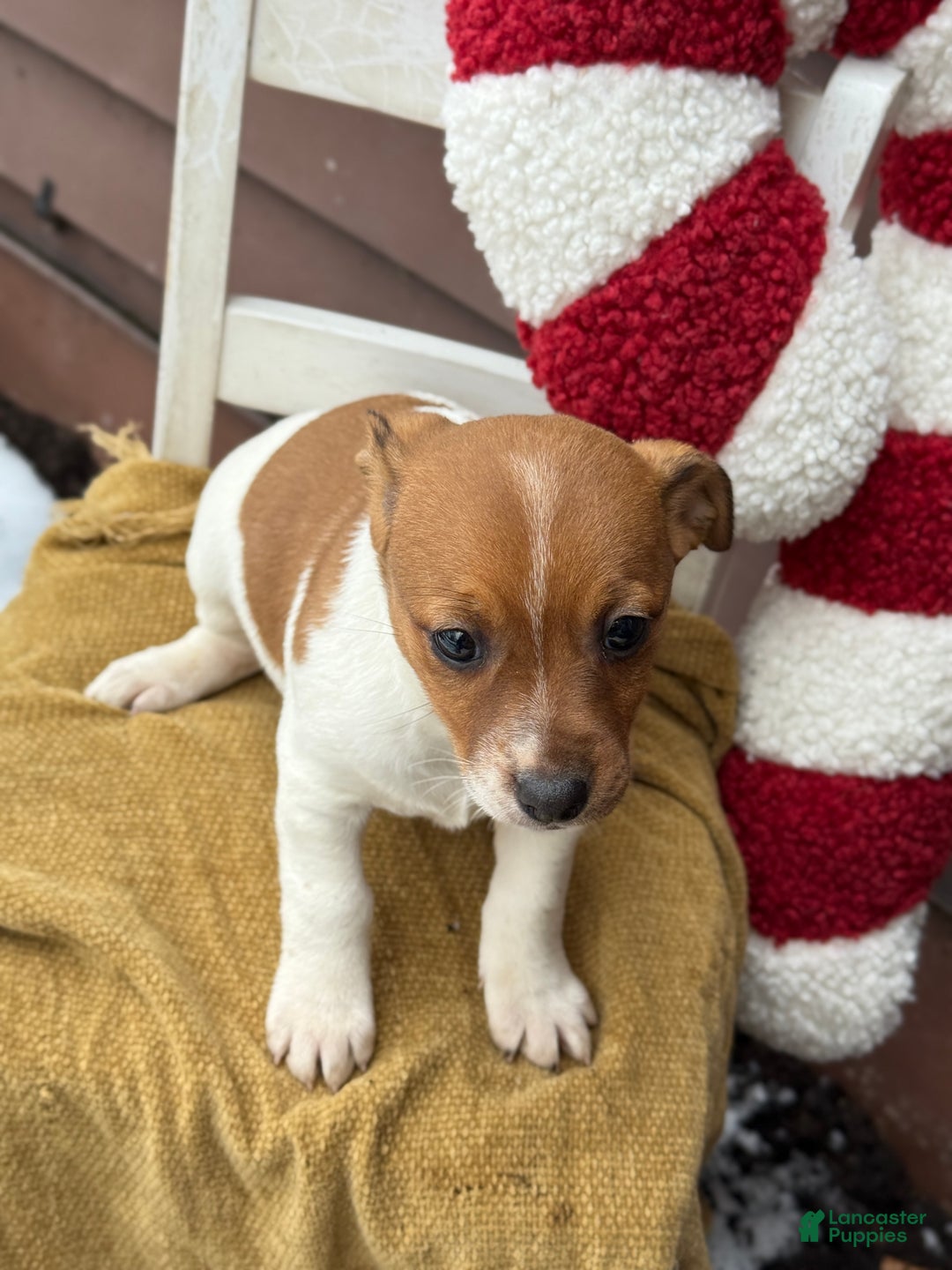 Jack Russell Terrier dogs for sale: Jingle - Ad 3