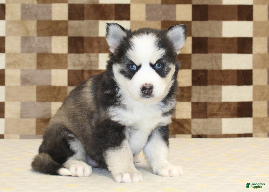 Pomsky dogs for sale: Bailey - Ad 4