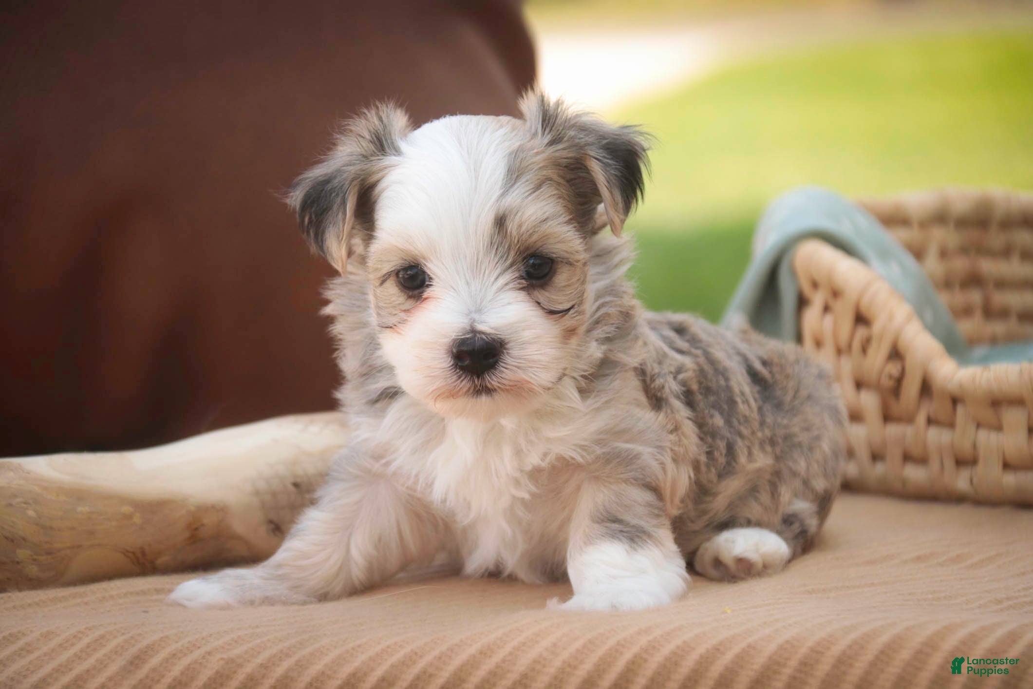 Havanese dogs Webster Havanese  - Ad 1