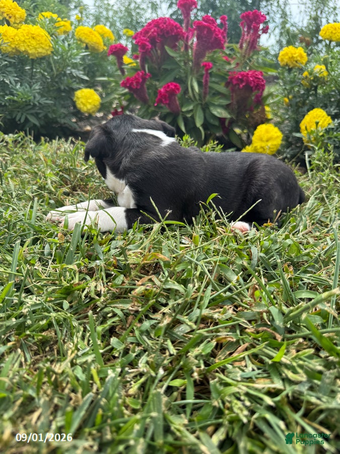 Boston Terrier dogs Tyler - Ad 2