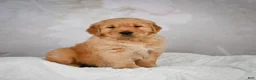 Golden Retriever dogs for sale: Rocco - Ad 7