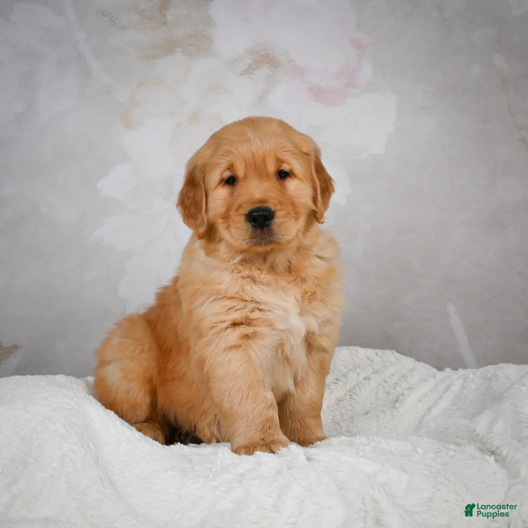 Golden Retriever dogs for sale: Rocco - Ad 7