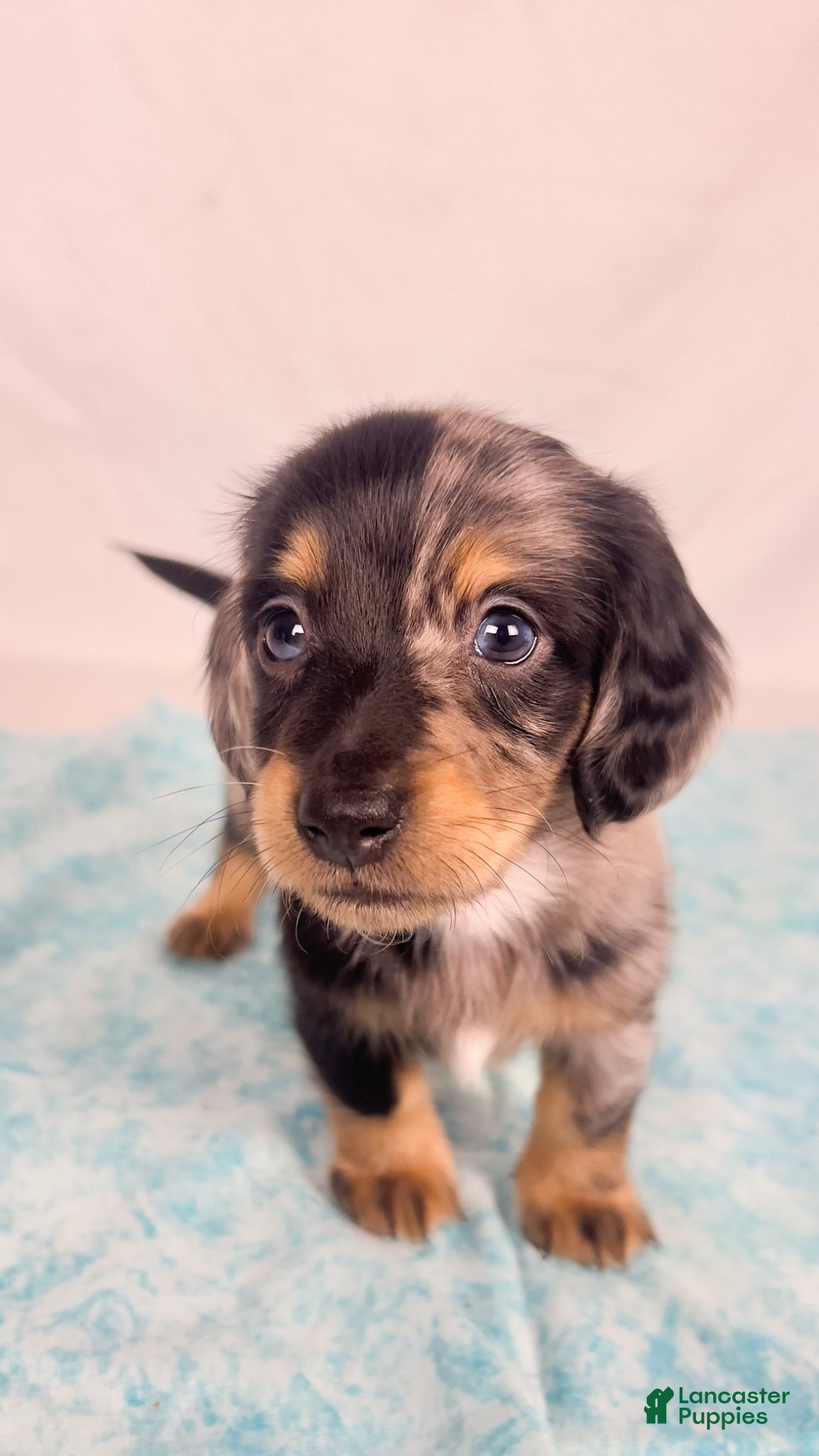 Miniature Dachshund dogs Chocolate - Ad 30