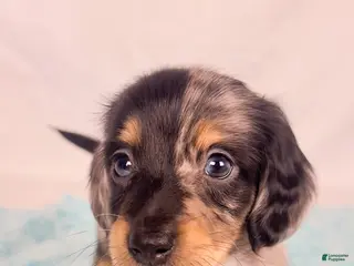 Miniature Dachshund dogs Chocolate - Ad 30