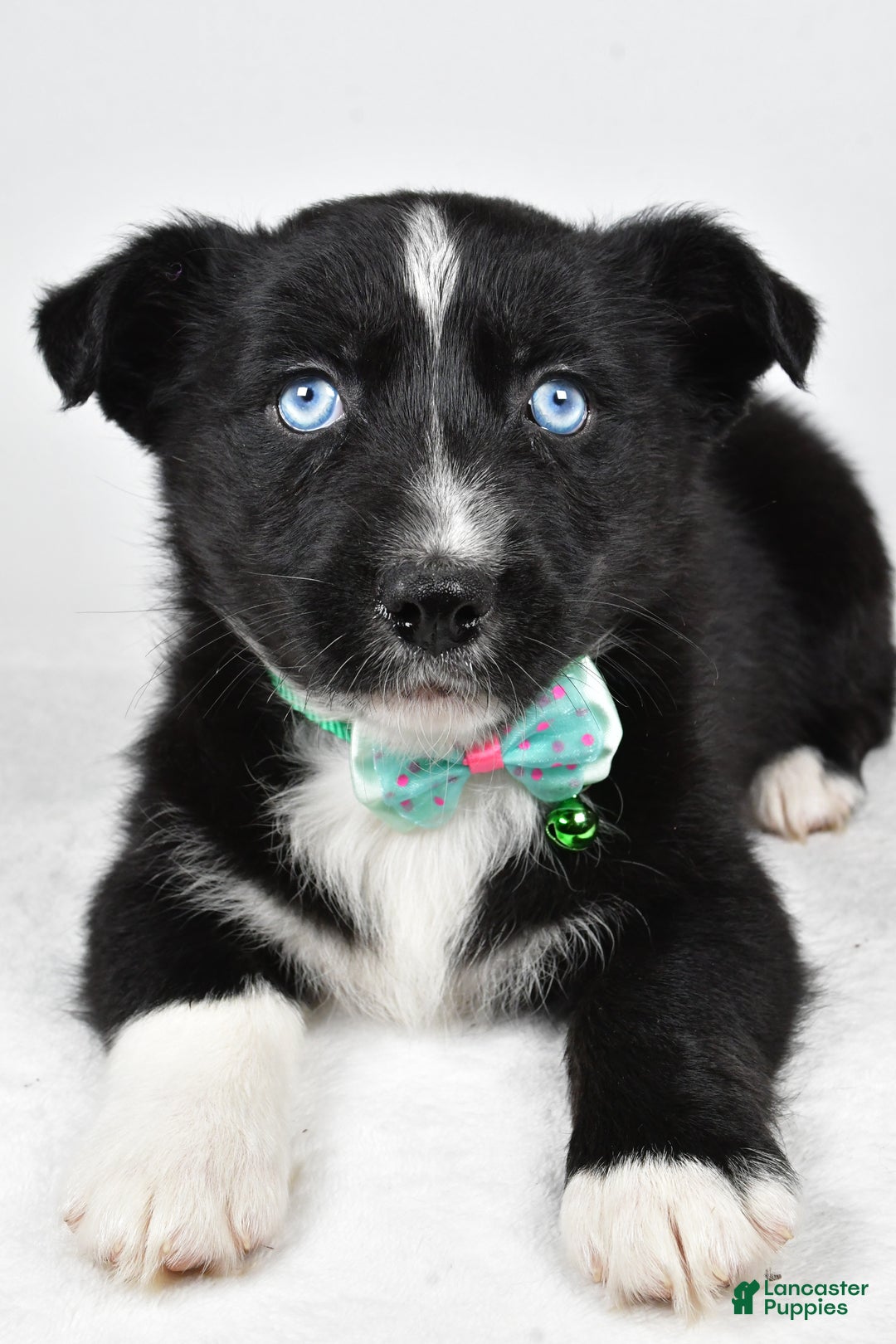 Mixed Breed dogs for sale: Prescott - Ad 4