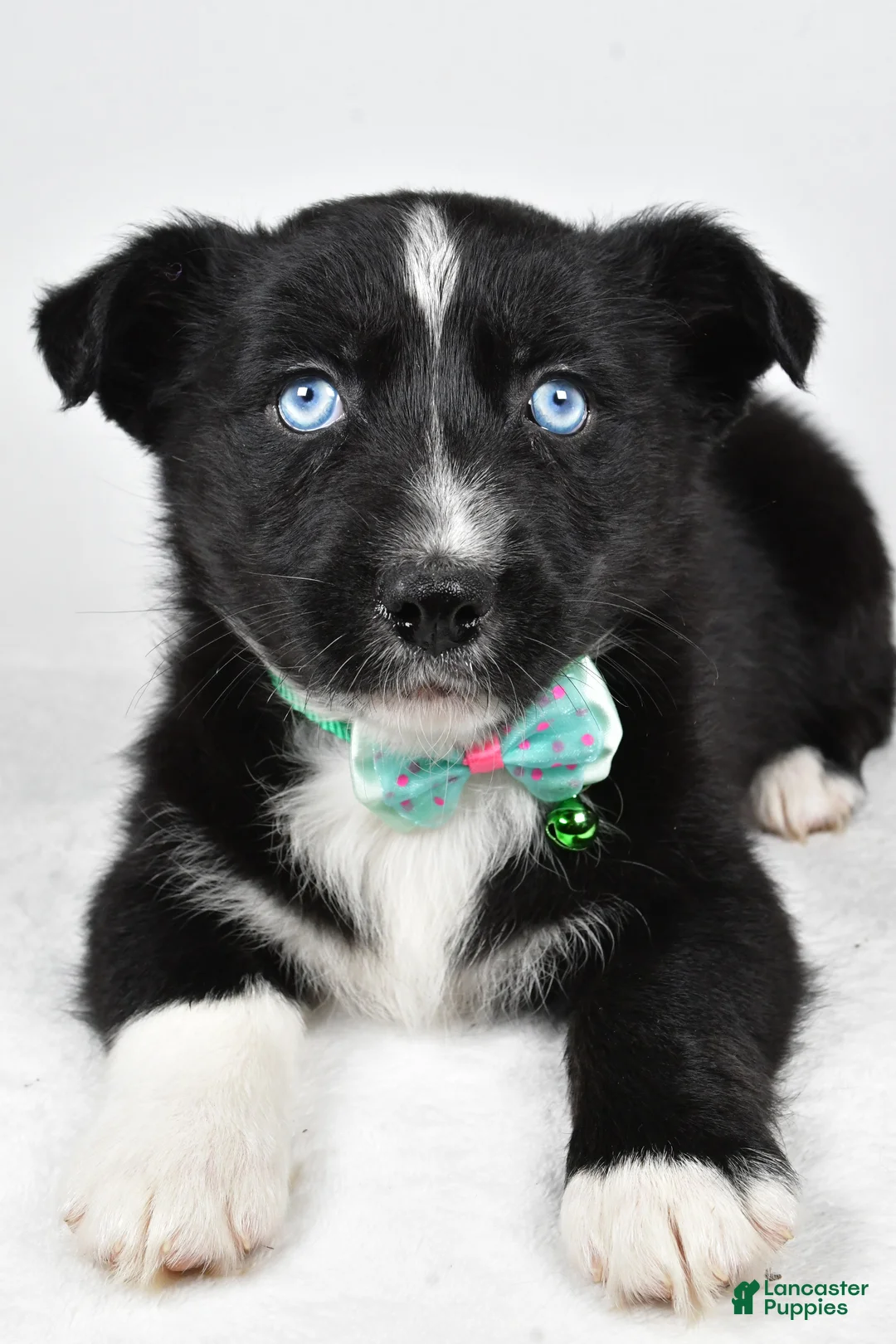 Mixed Breed dogs for sale: Prescott - Ad 4