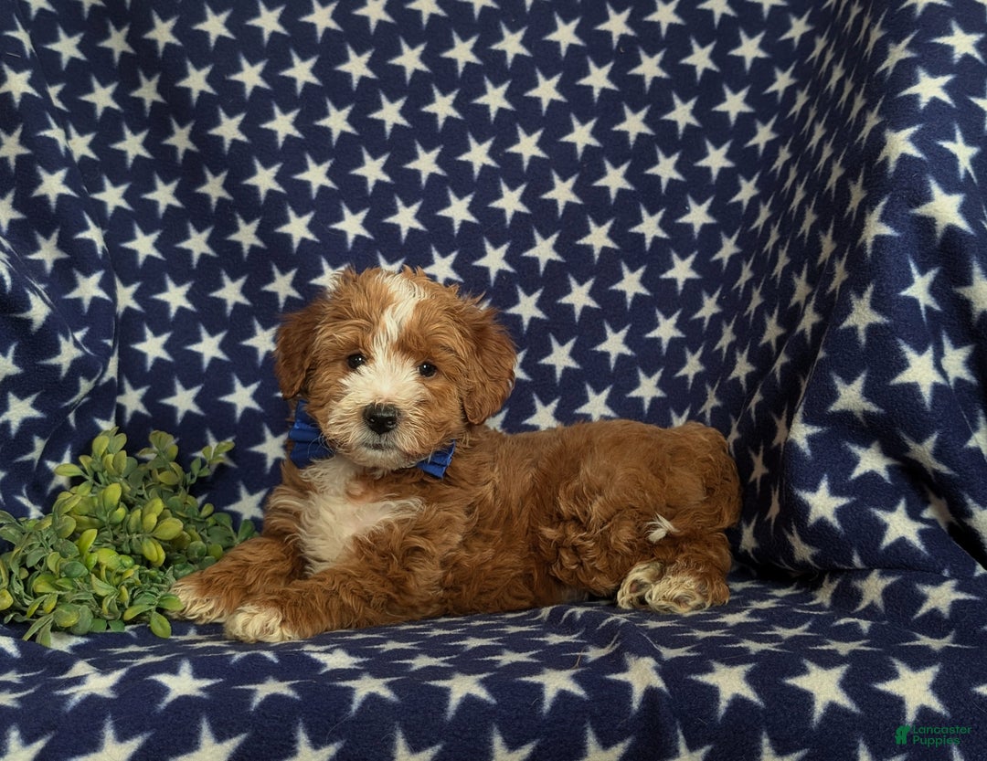 Mini Goldendoodle dogs for sale: Denver 15 lbs Full grown Hypoallergenic - Ad 6