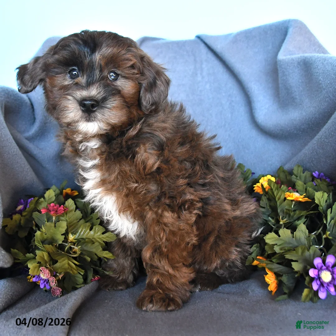 Pomapoo dogs for sale: Bullet - Ad 2