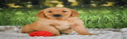 Golden Retriever dogs for sale: Sadie - Ad 2
