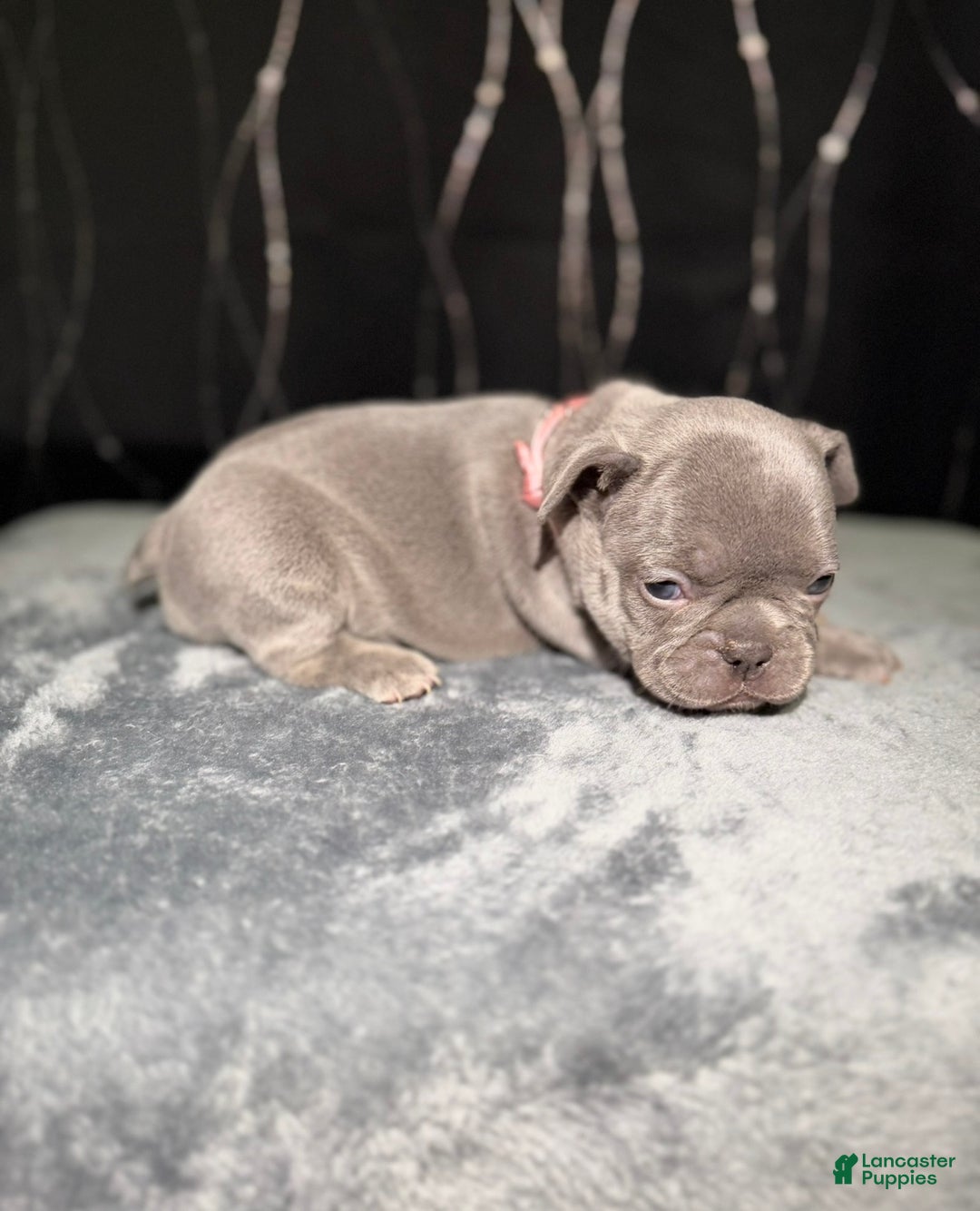 French Bulldog dogs for sale: TILLY - Ad 3