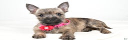 Cairn Terrier dogs for sale: Trixie - Ad 2