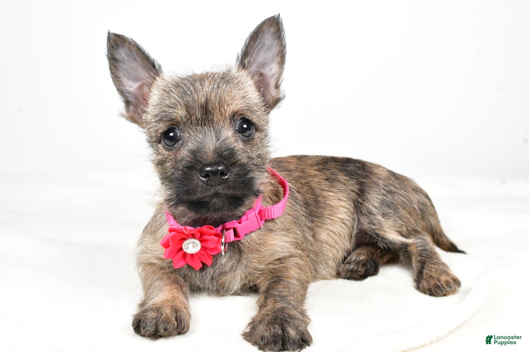 Cairn Terrier dogs for sale: Trixie - Ad 2