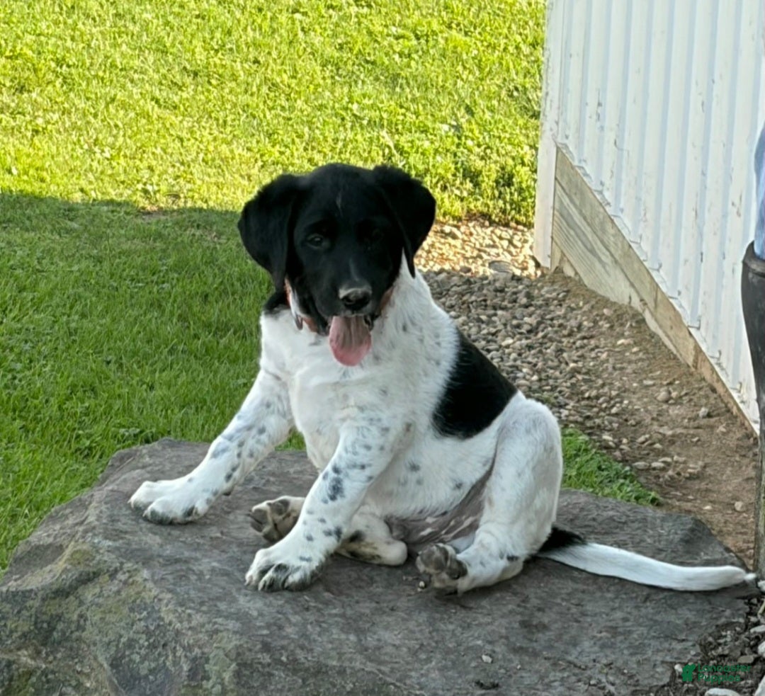 Mixed Breed dogs for sale: Major - Ad 1