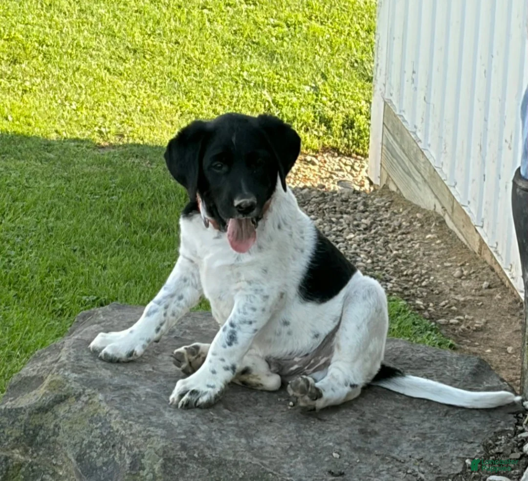 Mixed Breed dogs for sale: Major - Ad 1