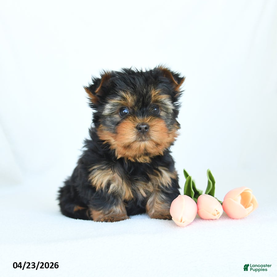 Yorkshire Terrier dogs Ollie - Ad 1