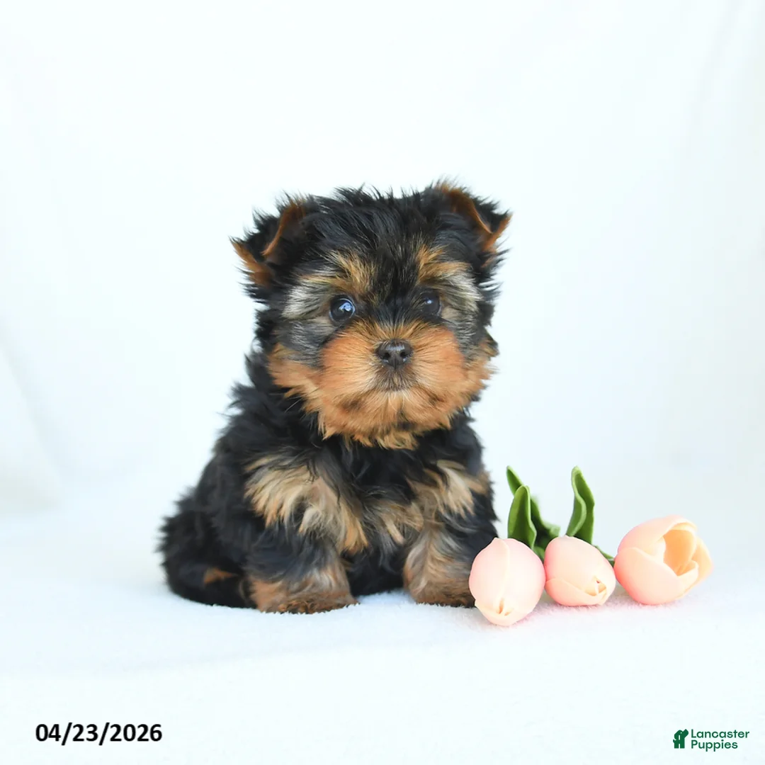 Yorkshire Terrier dogs for sale: Ollie - Ad 1