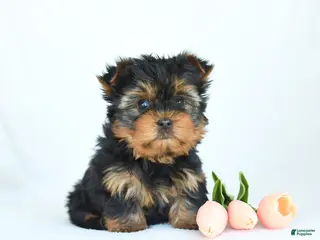 Yorkshire Terrier dogs for sale: Ollie - Ad 3
