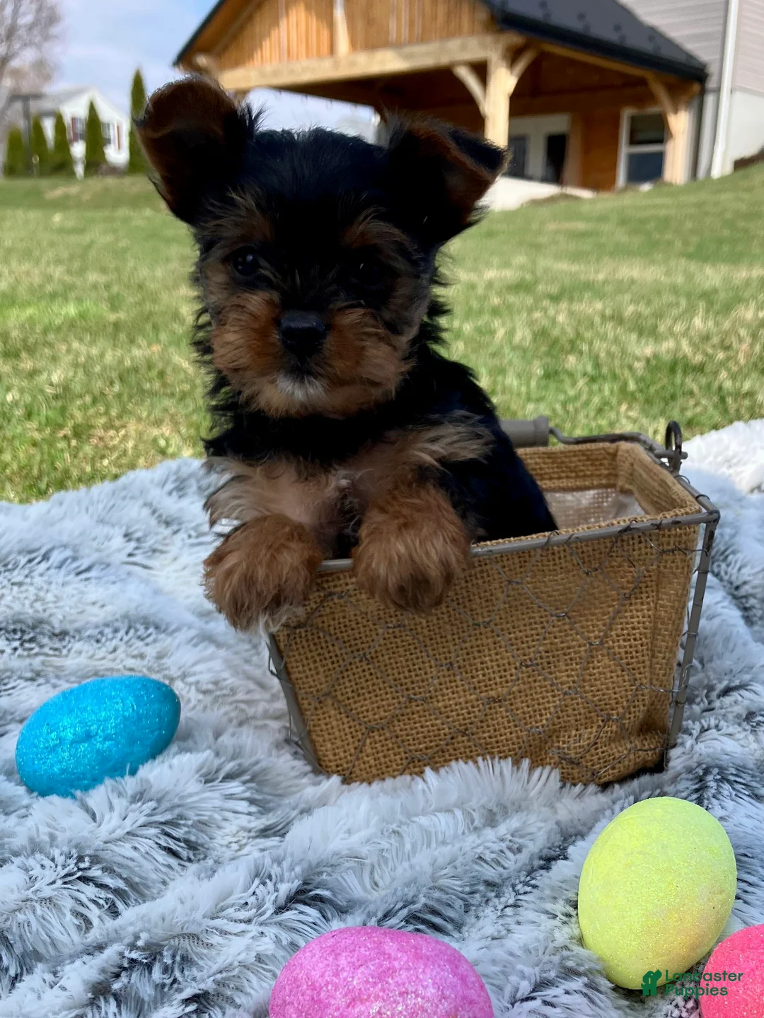 Yorkshire Terrier dogs for sale: Dolly - Ad 2