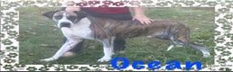 Great Dane dogs for sale: Mark - Ad 27
