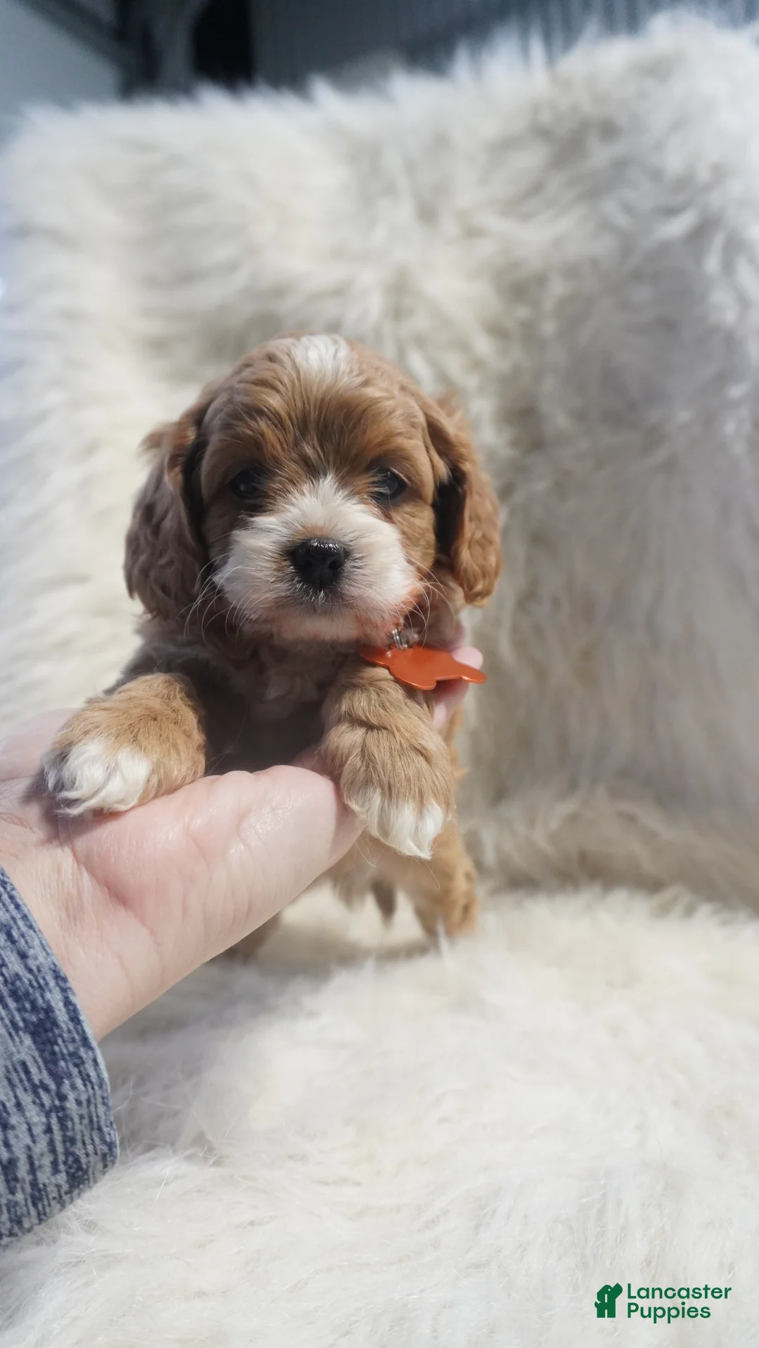 Cavapoo dogs for sale: Slider - Ad 9