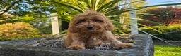 Cavapoo dogs for sale: Johan - Ad 9