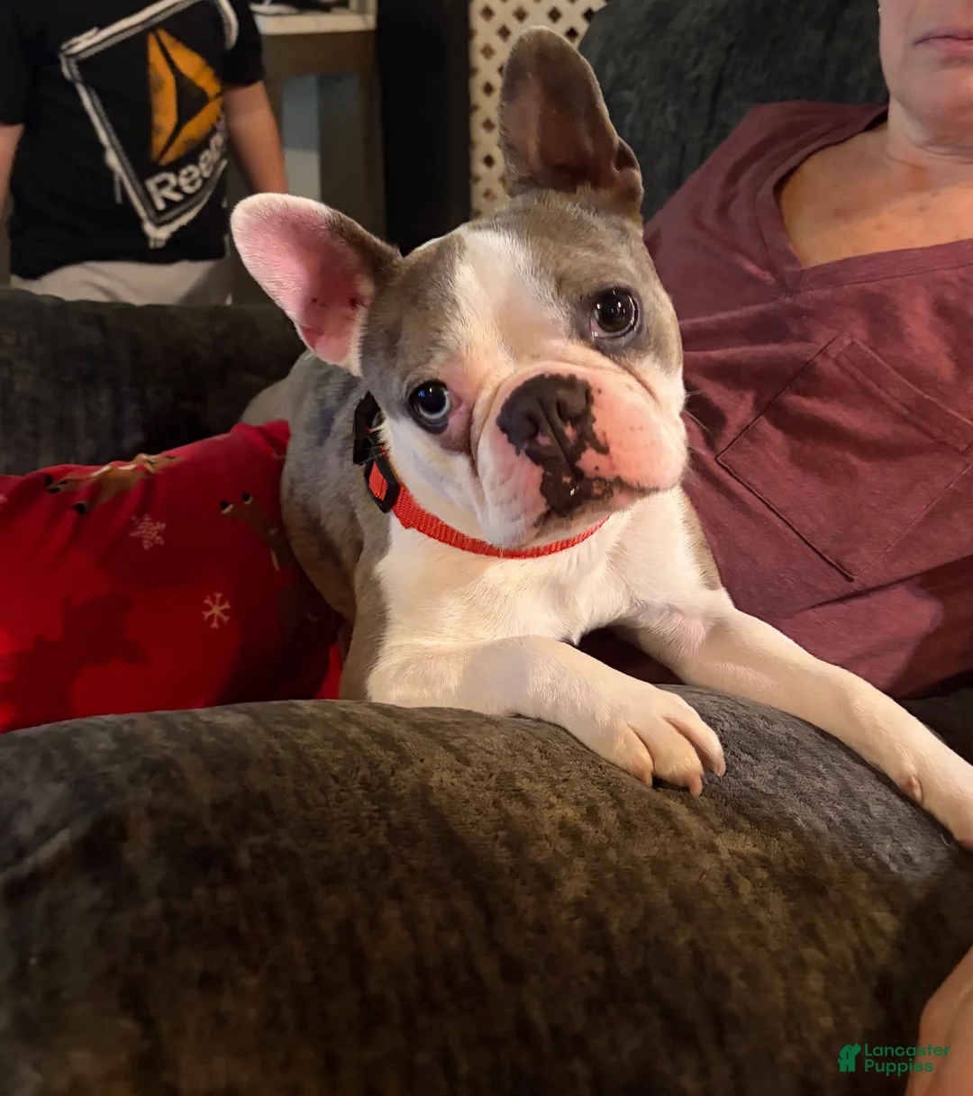 Frenchton dogs for sale: Frenchton 1 - Ad 2