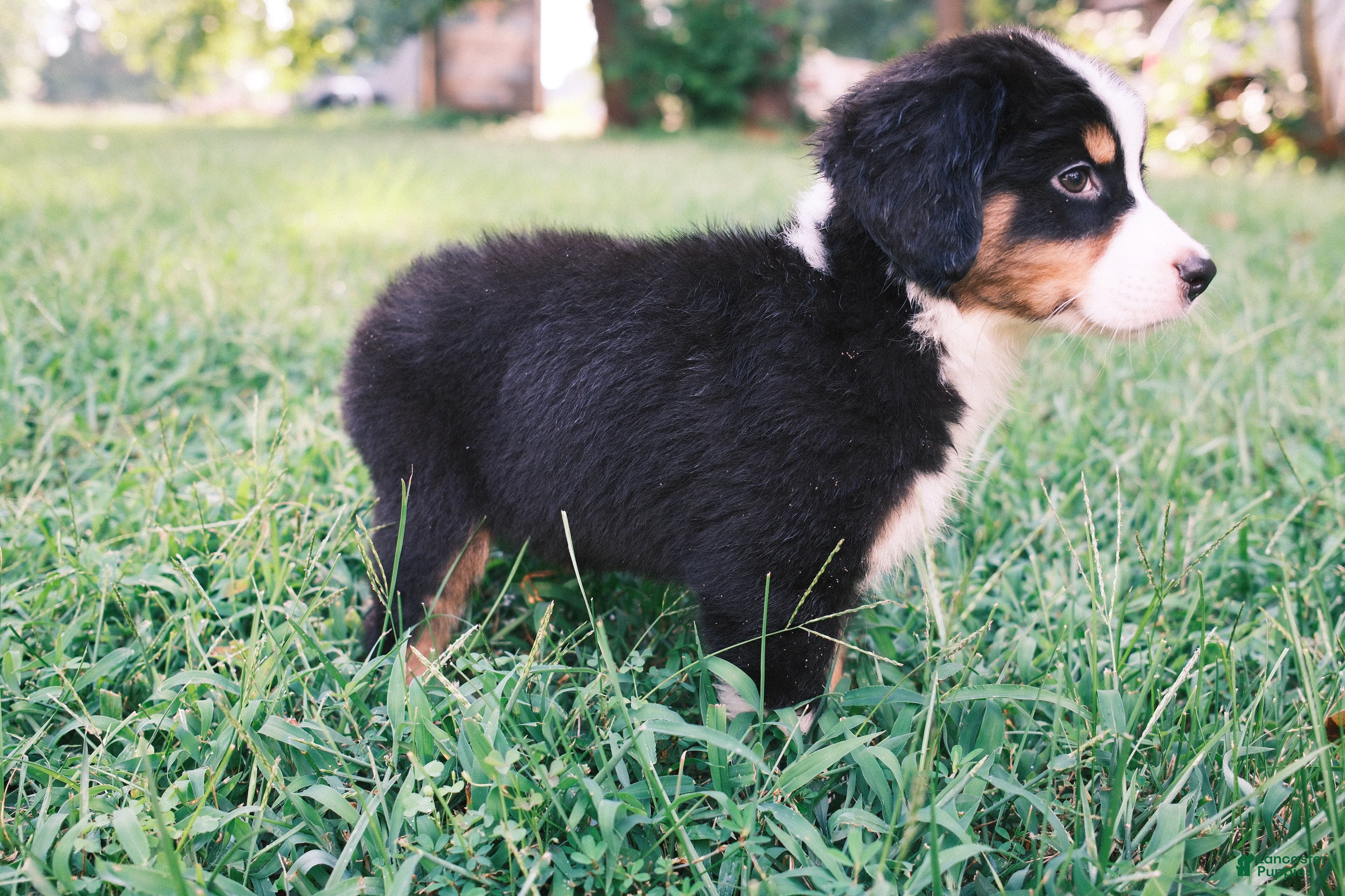 Mixed Breed dogs Black tri girl - Ad 2