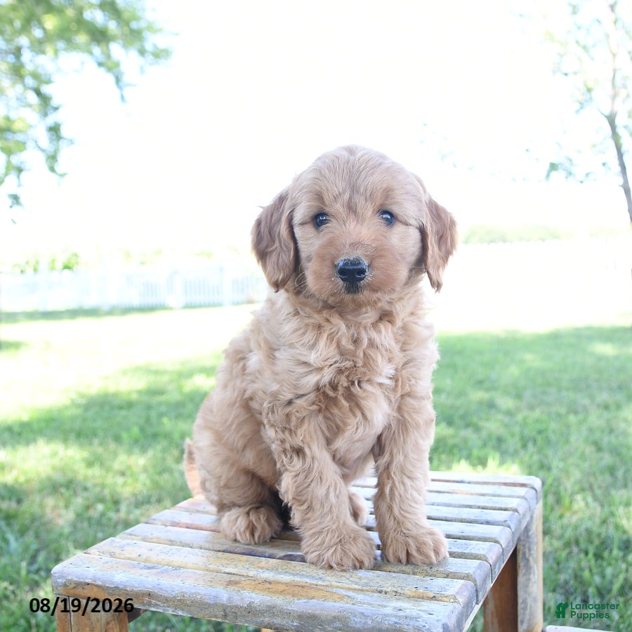 Mini Goldendoodle dogs Luke - Ad 2