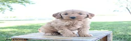 Mini Goldendoodle dogs for sale: Luke - Ad 2