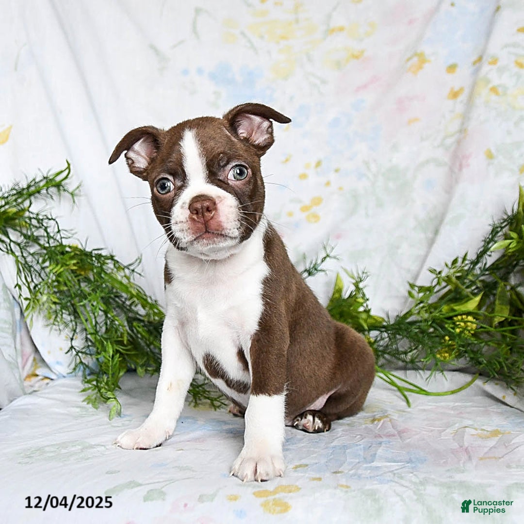 Boston Terrier dogs for sale: Bobby - Ad 3