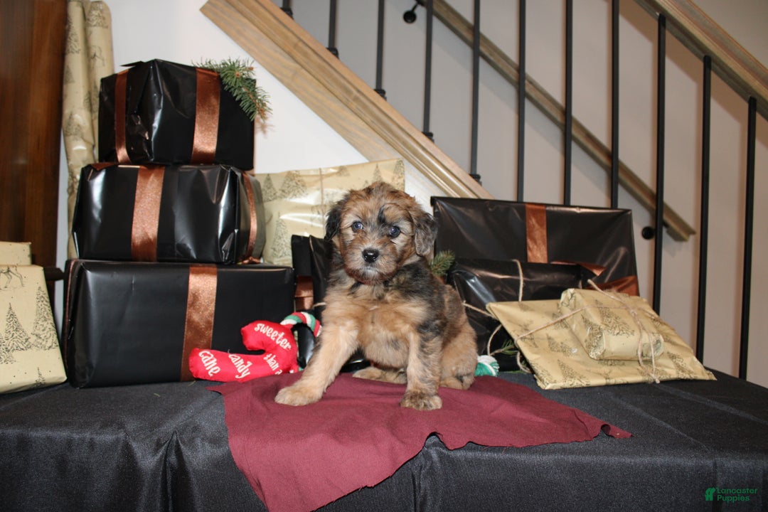 Whoodle dogs for sale: Lester - Ad 5