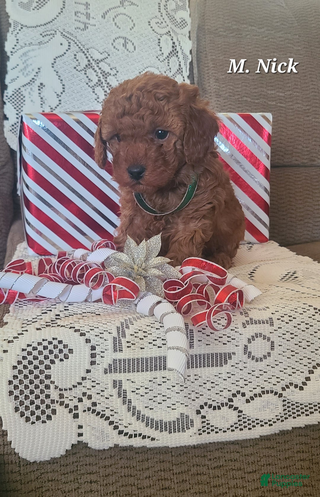 Miniature Poodle dogs for sale: Miniature Poodle Nick  - Ad 2