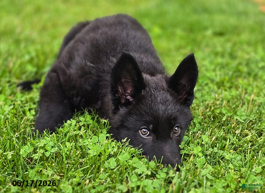 German Shepherd dogs Beyonce - Ad 2