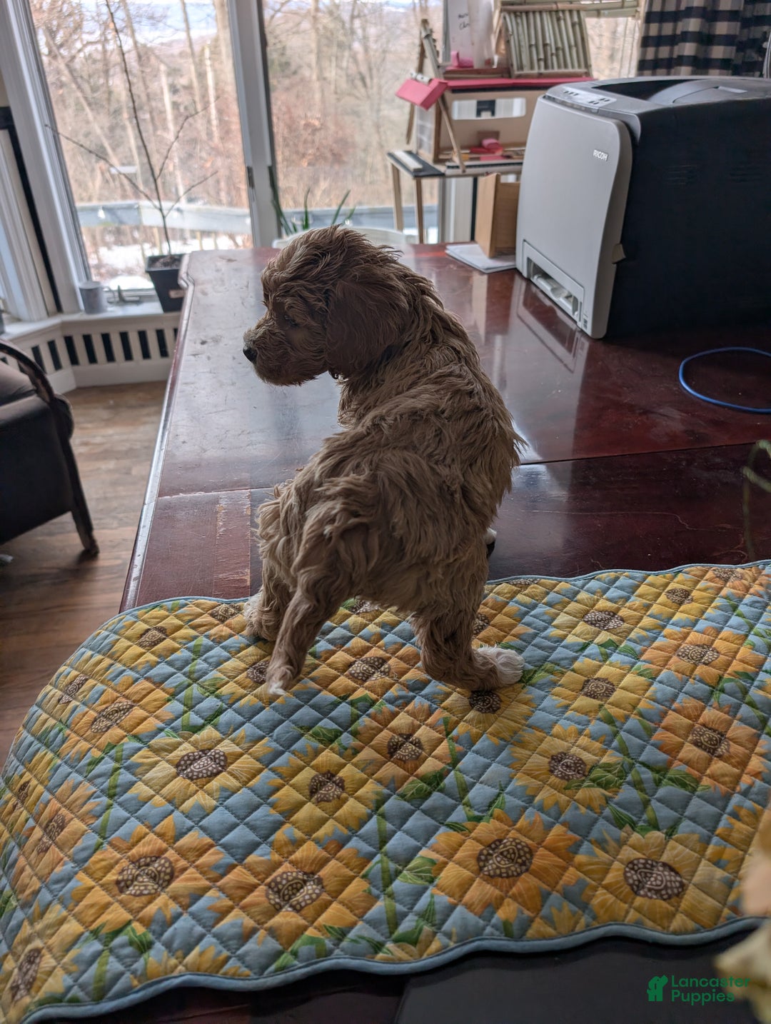 Goldendoodle dogs for sale: Cindy - Ad 7