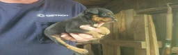 Miniature Pinscher dogs for sale: Teddy - Ad 4