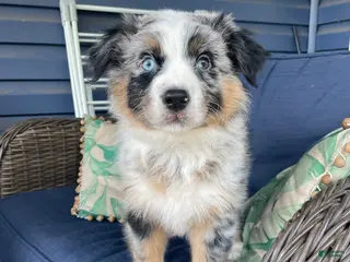 Australian Shepherd dogs Manny - Ad 7
