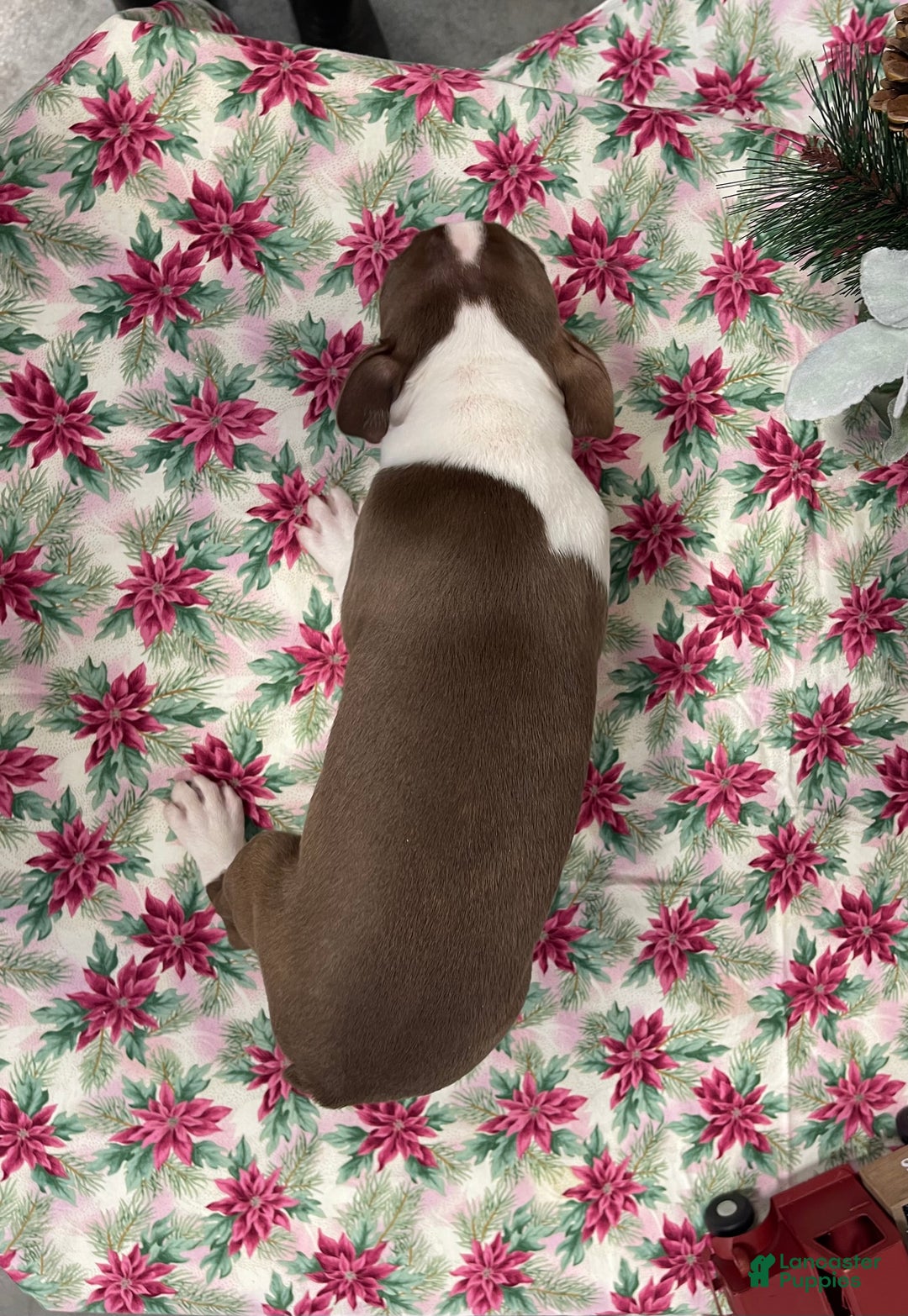 Boston Terrier dogs for sale: Arielle - Ad 4