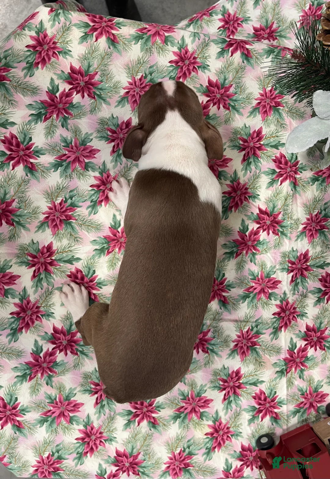 Boston Terrier dogs for sale: Arielle - Ad 4