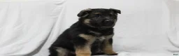 German Shepherd dogs for sale: Ellie  - Ad 6