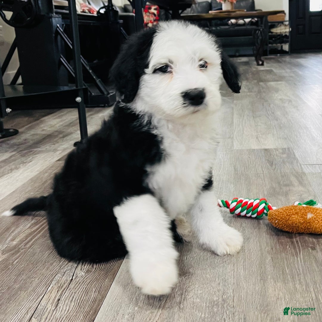 Sheepadoodle dogs for sale: Sheepadoodle Puppy 6 - Ad 2