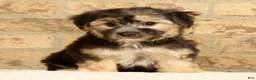 Yochon dogs for sale: Stella - Ad 3