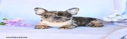 Frenchton dogs for sale: Ruby - Ad 3