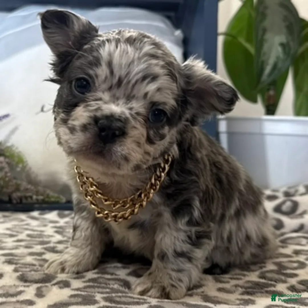 French Bulldog dogs for sale: Fenton - Ad 1