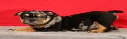 Beabull dogs for sale: Cody - Ad 5