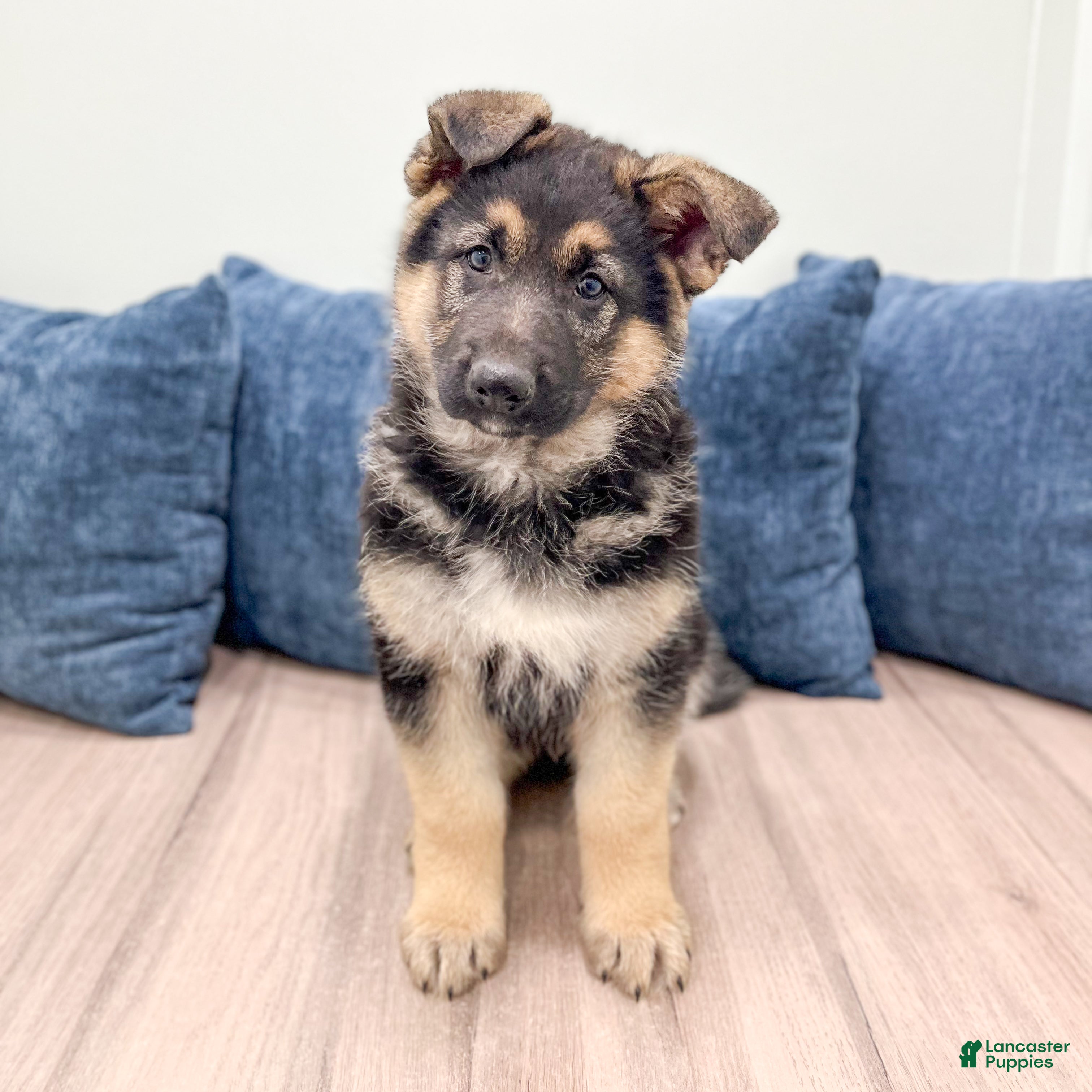 German Shepherd dogs Amos - Ad 1