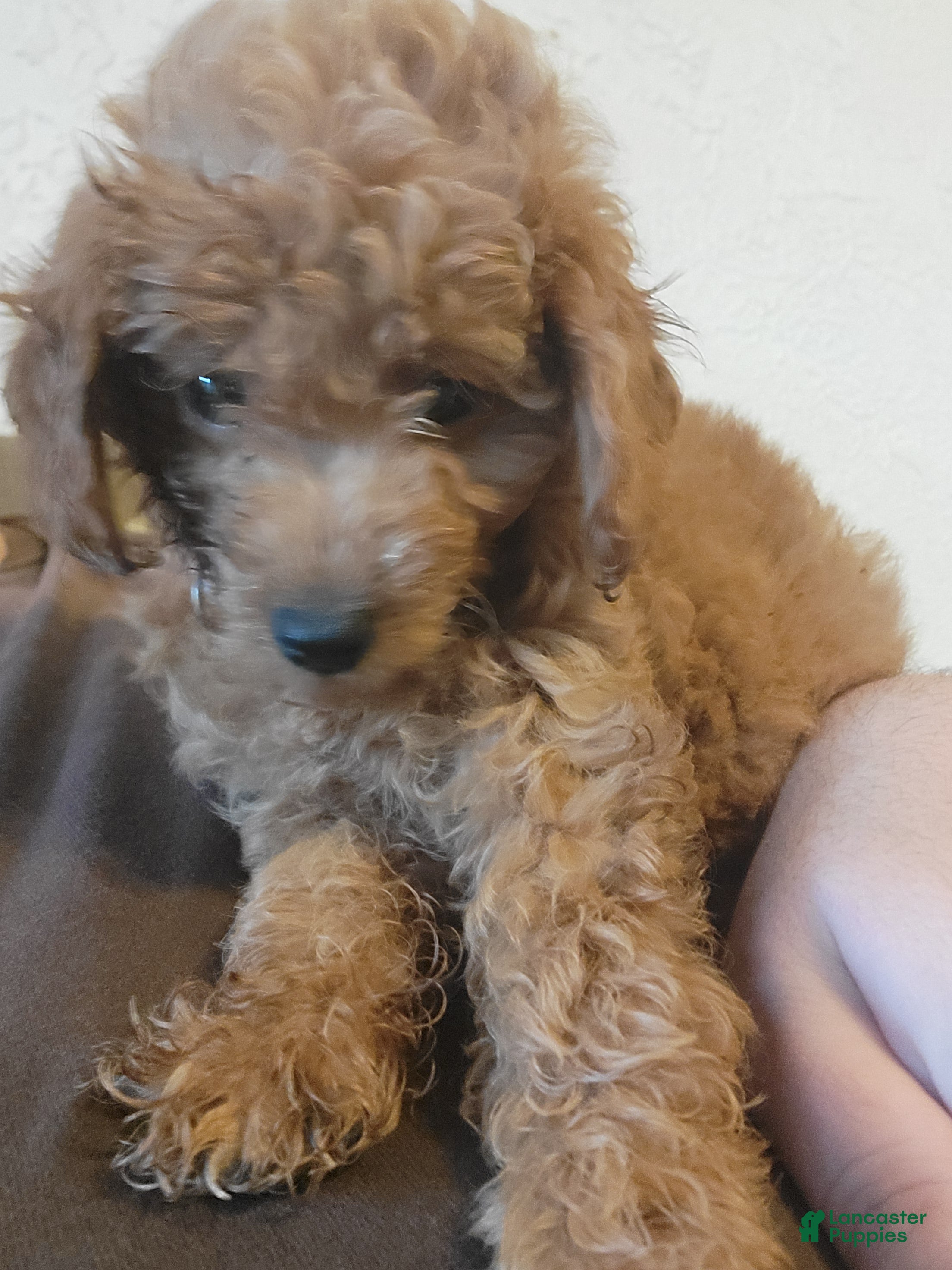 Mini Goldendoodle dogs lucy - Ad 2