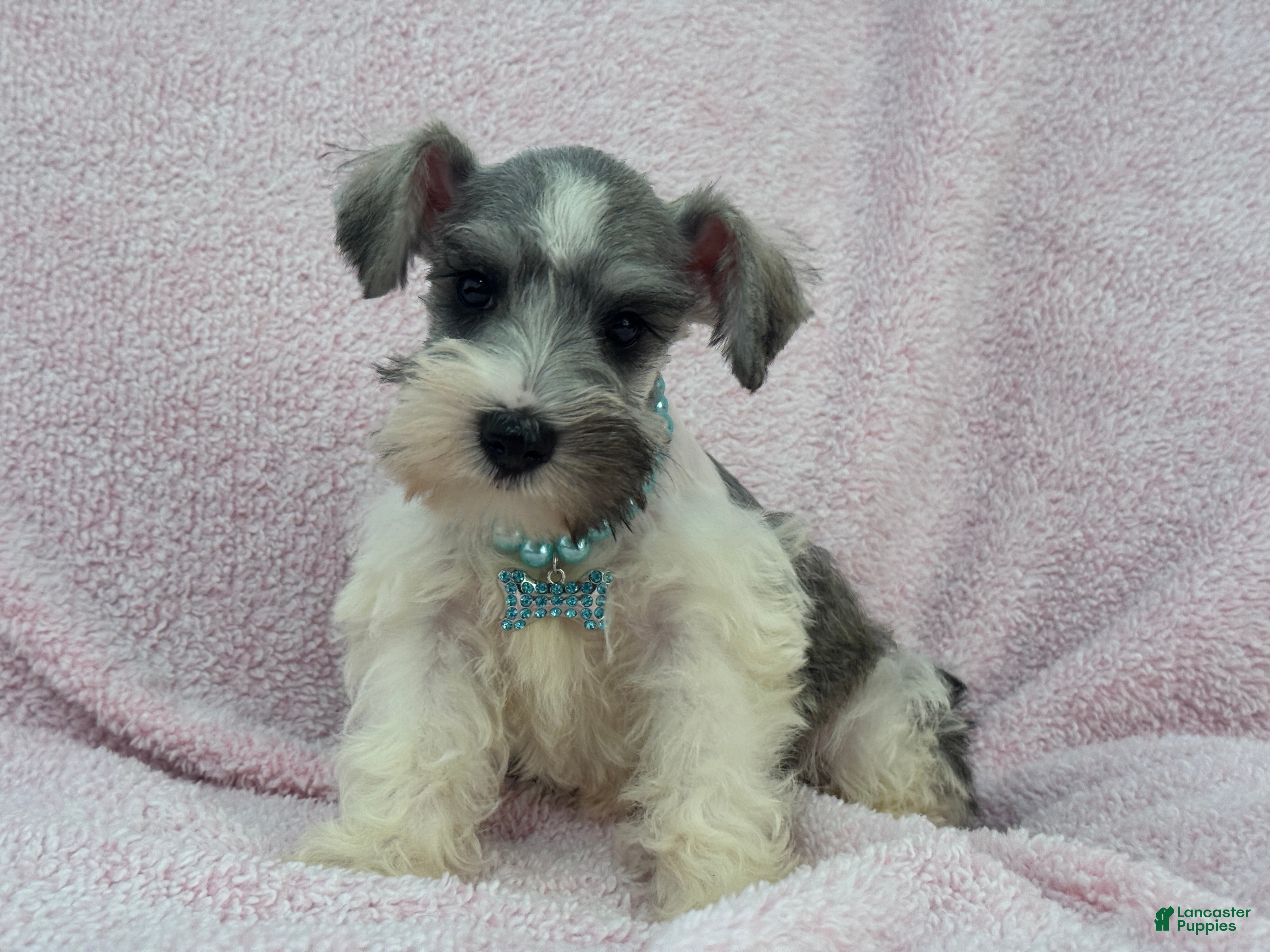 Miniature Schnauzer dogs Josie Female 3 - Ad 11